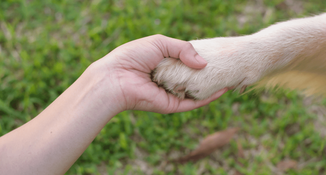 No Animals Harmed in the Making: The Compassionate Choice with Natural Toothpaste - Enzim Singapore